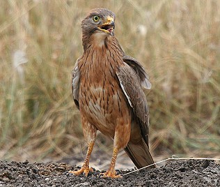 Heuschreckenbussard, Grasshopper Buzzard, Butastur rufipennis